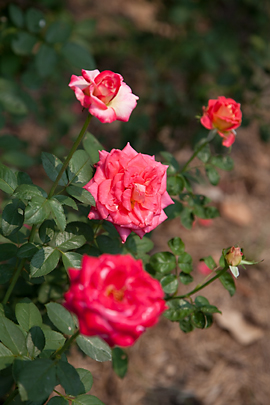 ���I�X�̉Ԃ̎ʐ^�@Photo:�v��^��/JICA